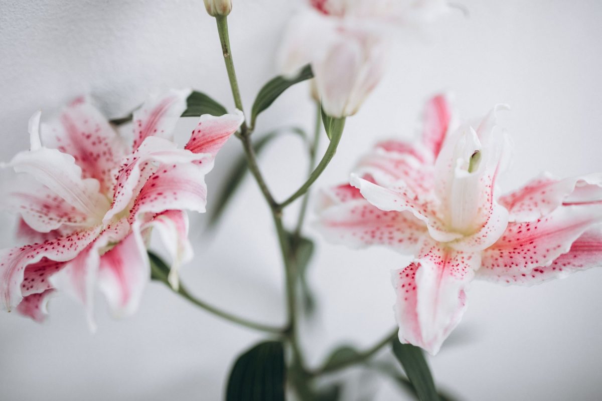 the complete guide to birth flowers