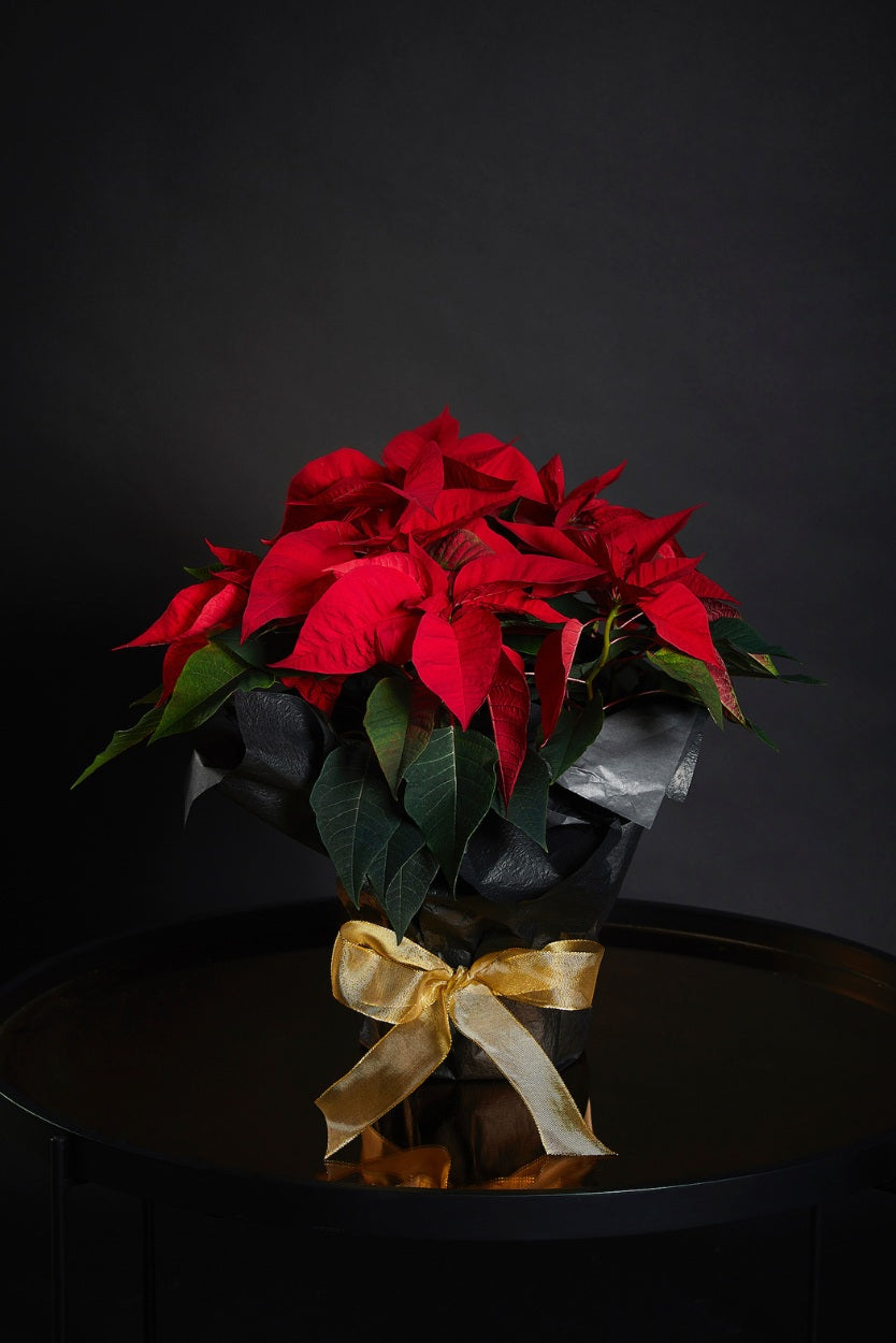 Poinsettia Gift Wrapped